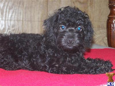 Yorkshire Terrier Puppies in TX