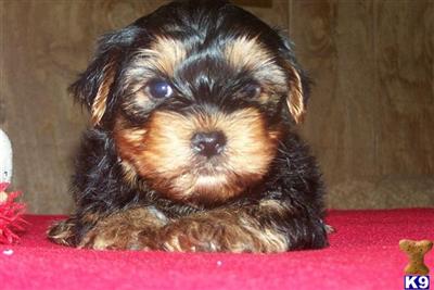 Yorkshire Terrier Puppies in TX