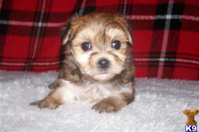 Maltese Puppies in TX