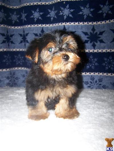Yorkshire Terrier Puppies in TX