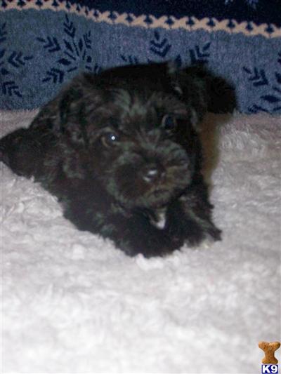 Yorkshire Terrier Puppies in TX
