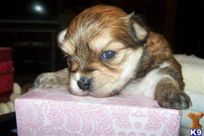 Maltese Puppies in TX