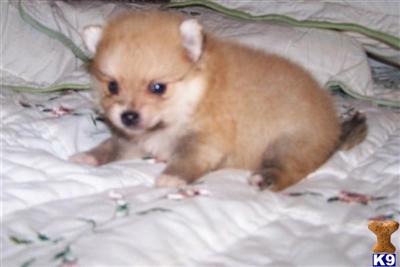 Pomeranian Puppies in TX