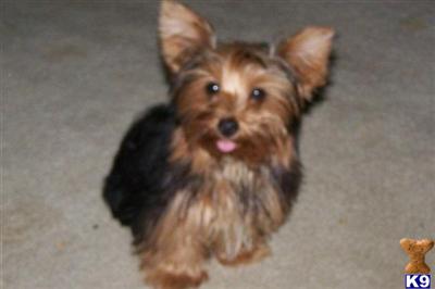 Yorkshire Terrier Puppies in TX