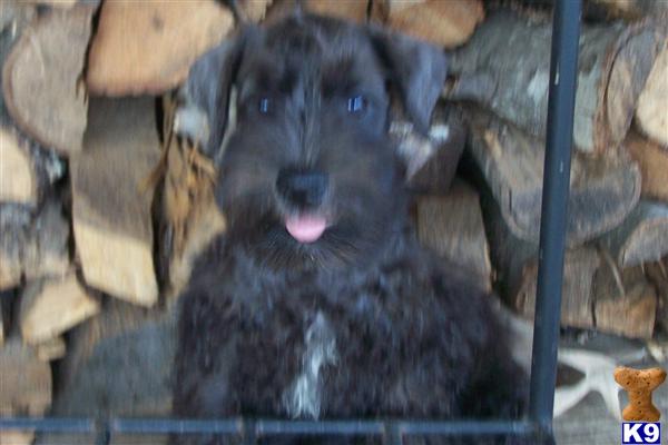 Puppies in Gladewater