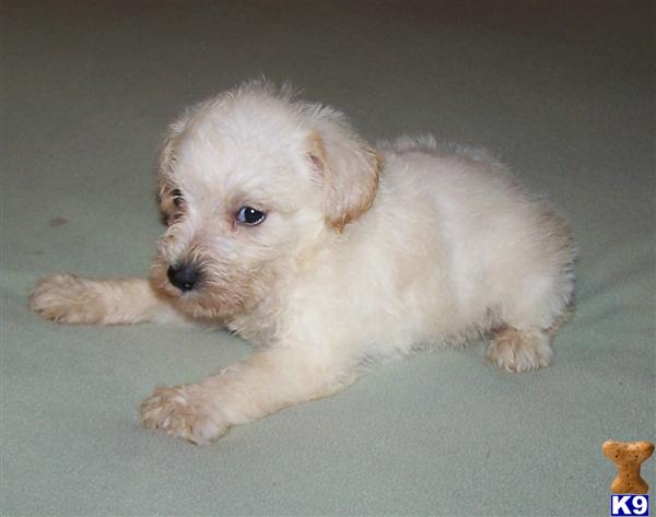 Schnoodle Puppies
