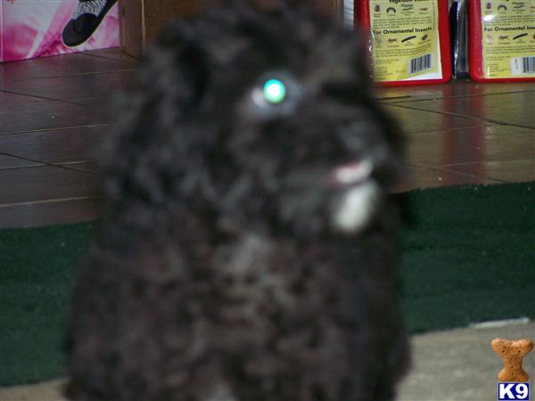 Schnoodle Puppies