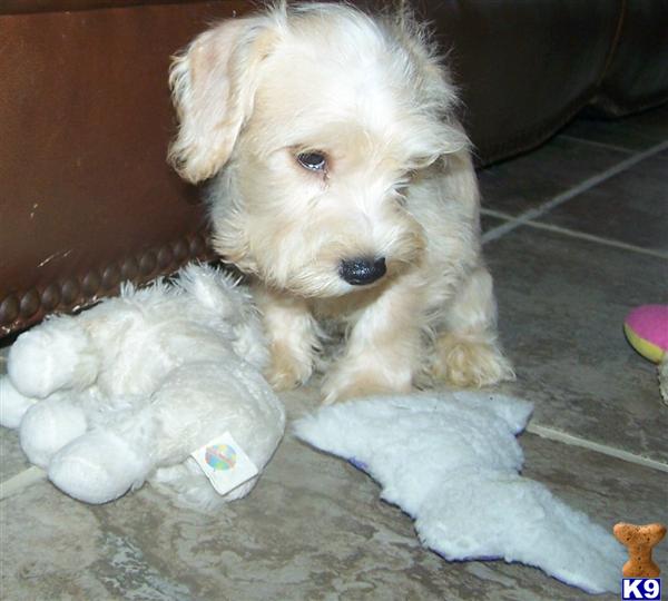 Schnoodle Puppies Ohio