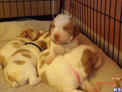 Brittany Puppies for Sale