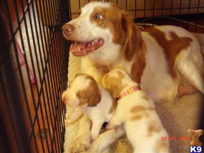 Brittany Puppies for Sale