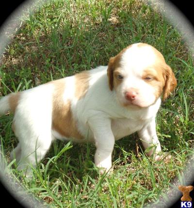 Brittany Puppies for Sale