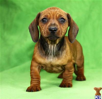 Dachshund Puppies for Sale