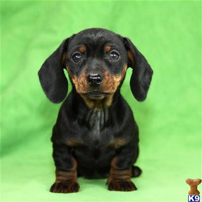 Dachshund Puppies for Sale