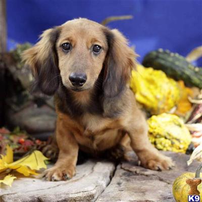 Dachshund Puppies for Sale