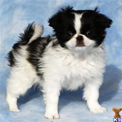 Japanese Chin Puppies for Sale