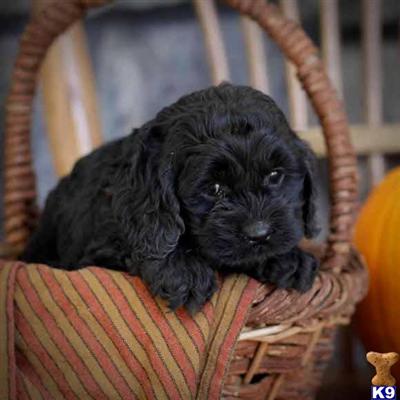 Cockapoos Puppies for Sale