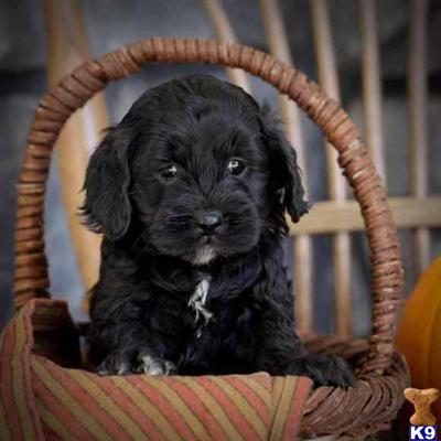 Cockapoos Puppies for Sale