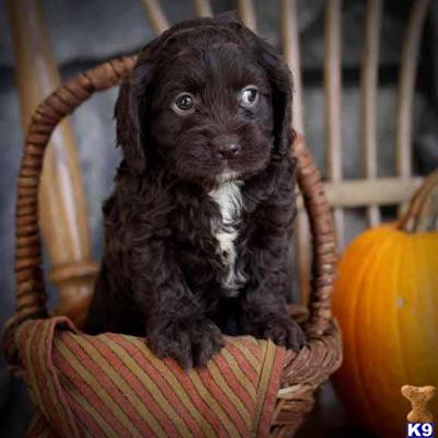Cockapoos Puppies for Sale