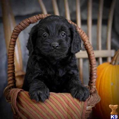 Cockapoos Puppies for Sale
