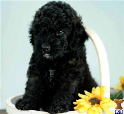 Cockapoos Puppies for Sale