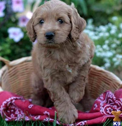 Cockapoos Puppies for Sale