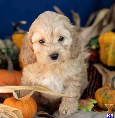 Cockapoos Puppies for Sale