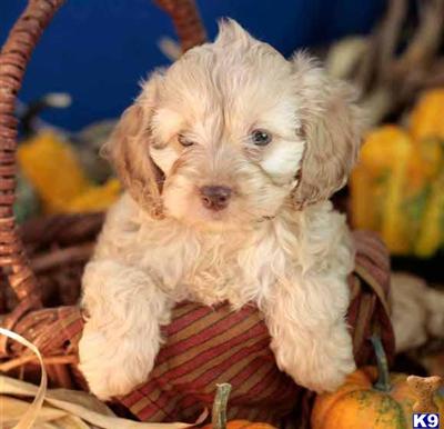 Cockapoos Puppies for Sale