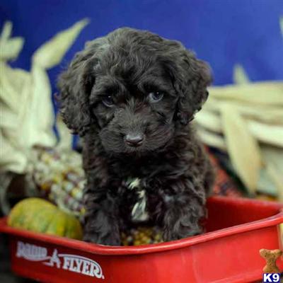 Cockapoos Puppies for Sale