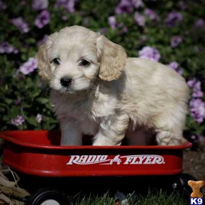 Cockapoos Puppies for Sale