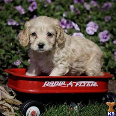 Cockapoos Puppies for Sale