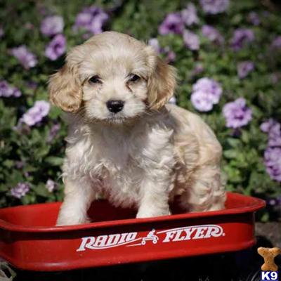 Cockapoos Puppies for Sale