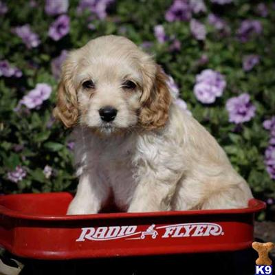 Cockapoos Puppies for Sale