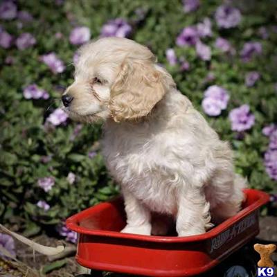 Cockapoos Puppies for Sale
