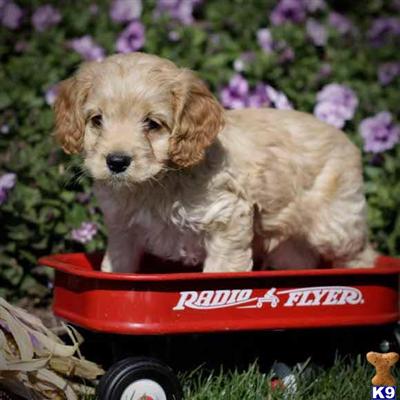 Cockapoos Puppies for Sale