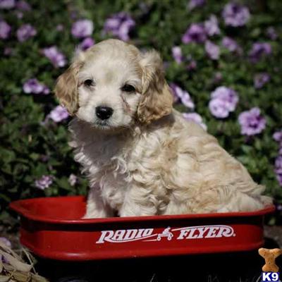 Cockapoos Puppies for Sale