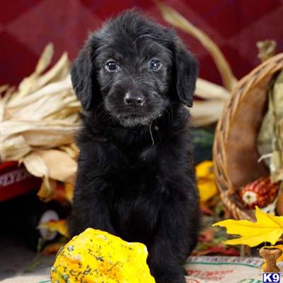 Labradoodle Puppies for Sale