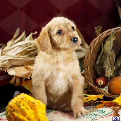 Labradoodle Puppies for Sale