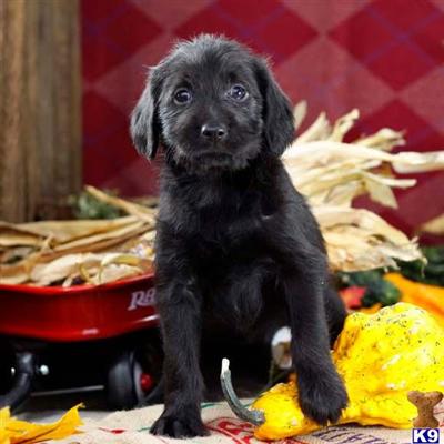 Labradoodle Puppies for Sale