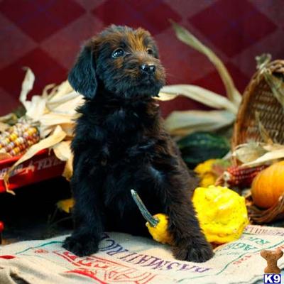 Labradoodle Puppies for Sale