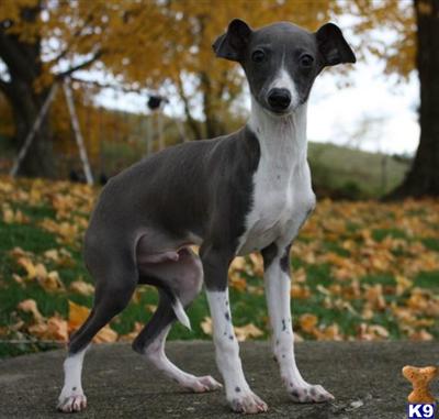 Italian Greyhound Puppies for Sale