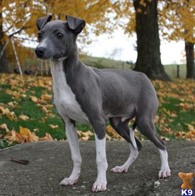Italian Greyhound Puppies for Sale