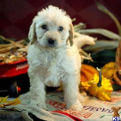 Labradoodle Puppies for Sale