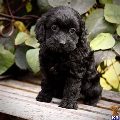 Cockapoos Puppies for Sale