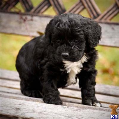 Cockapoos Puppies for Sale