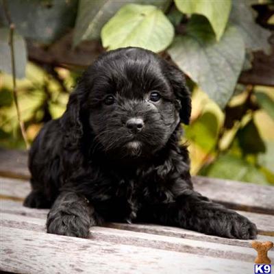 Cockapoos Puppies for Sale