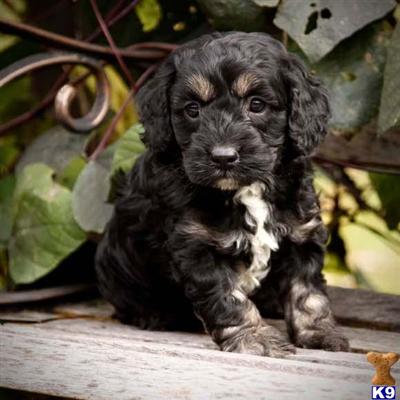 Cockapoos Puppies for Sale