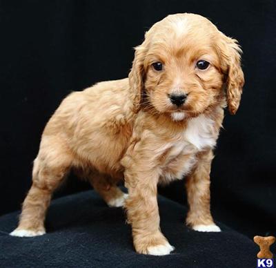Cockapoos Puppies for Sale