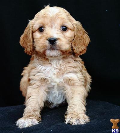 Cockapoos Puppies for Sale