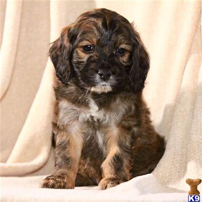 Cockapoos Puppies for Sale