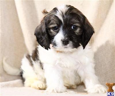 Cockapoos Puppies for Sale